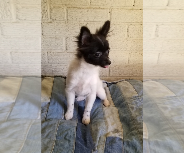 Medium Photo #1 Pomeranian Puppy For Sale in NOCONA, TX, USA