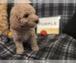 Small #20 Goldendoodle