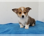 Small Photo #7 Pembroke Welsh Corgi Puppy For Sale in CLARK, MO, USA