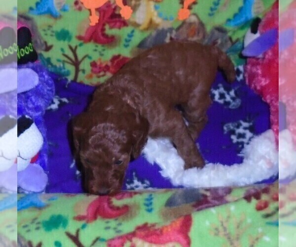 Medium Photo #17 Poodle (Standard) Puppy For Sale in CLATSKANIE, OR, USA