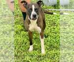 Small #1 Mutt