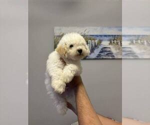 Maltipoo Puppy for sale in AUSTIN, TX, USA