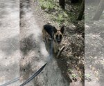 Small Photo #5 German Shepherd Dog Puppy For Sale in Sanford, FL, USA