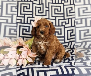 Goldendoodle (Miniature) Puppy for sale in NOTTINGHAM, PA, USA