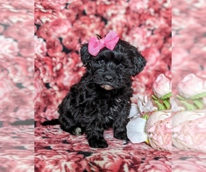 Havanese-Poodle (Toy) Mix Puppy for sale in ELKTON, MD, USA