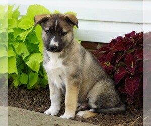 German Shepherd Dog-Siberian Husky Mix Puppy for sale in FREDERICKSBG, OH, USA