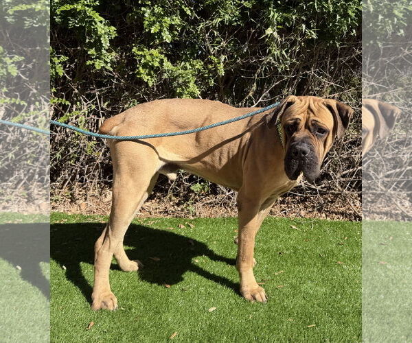 Medium Photo #1 Mastiff Puppy For Sale in Goodyear, AZ, USA