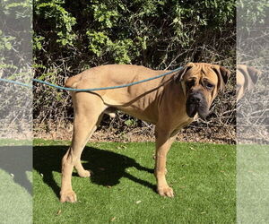 Mastiff Dogs for adoption in Goodyear, AZ, USA
