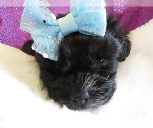 ShihPoo Puppy for sale in DONGOLA, IL, USA