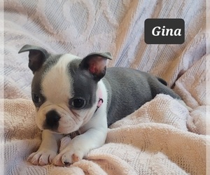 Boston Terrier Puppy for sale in POMEROY, OH, USA