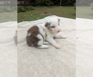 Miniature Australian Shepherd Puppy for sale in ADAIRSVILLE, GA, USA