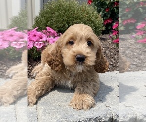 Cock-A-Poo Puppy for sale in CANOGA, NY, USA