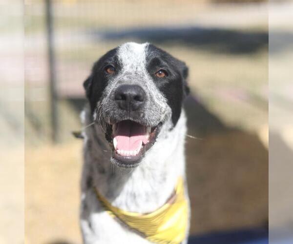 Medium Photo #1 Mutt Puppy For Sale in San Antonio, TX, USA