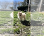 Small Photo #2 Pomeranian Puppy For Sale in WOODSTOCK, IL, USA