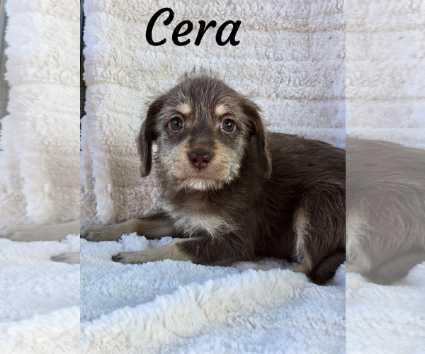Medium Photo #1 Mutt Puppy For Sale in Phelan, CA, USA