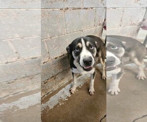 Beagle-Unknown Mix Dogs for adoption in El Centro, CA, USA