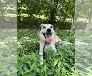 Collie-Unknown Mix Dogs for adoption in Cromwell, KY, USA