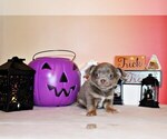 Puppy Hobbes Chihuahua