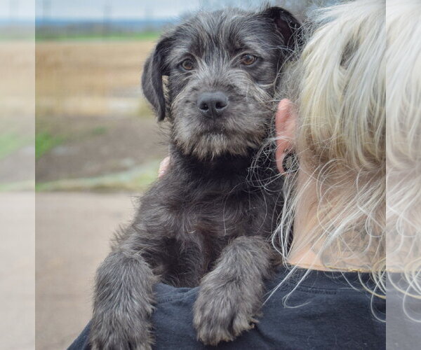 Medium Photo #5 Labrador Retriever-Unknown Mix Puppy For Sale in Huntley, IL, USA