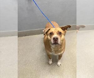 Mutt Dogs for adoption in Las Vegas, NV, USA