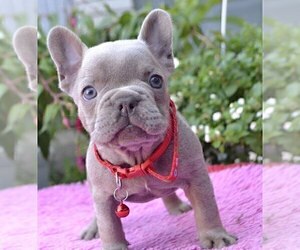 French Bulldog Puppy for Sale in RENTON, Washington USA