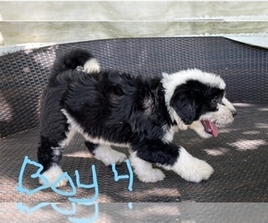 Aussiedoodle Puppy for sale in MIDDLETOWN, OH, USA