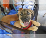 Small #3 Mutt