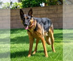 Small #18 German Shepherd Dog Mix