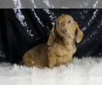Small #2 Dachshund