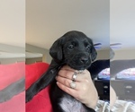 Puppy 6 Labrador Retriever