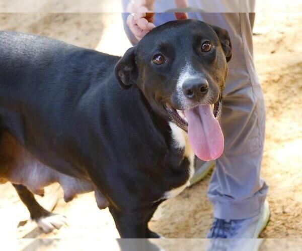 Medium Photo #1 Labrador Retriever-Unknown Mix Puppy For Sale in Tallahassee, FL, USA