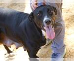 Small Labrador Retriever Mix