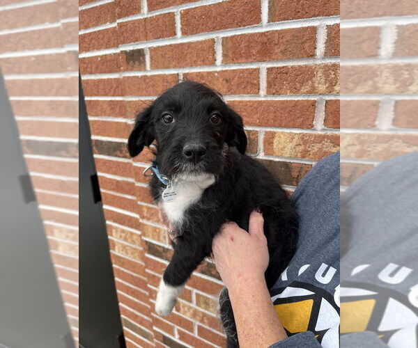 Medium Photo #3 Mutt Puppy For Sale in Candler, NC, USA