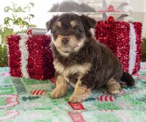 Aussiedoodle Miniature  Puppy for Sale in APPLE CREEK, Ohio USA