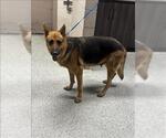 Small German Shepherd Dog Mix