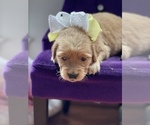 Small Photo #9 Golden Retriever Puppy For Sale in STAFFORD, VA, USA