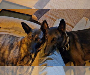 Ramsey- located in NM - Male Mutt Dog for Adoption - Photo #20