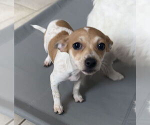 Jack Chi Dogs for adoption in Stephens City, VA, USA