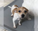 Small Photo #1 Jack Chi Puppy For Sale in Stephens City, VA, USA
