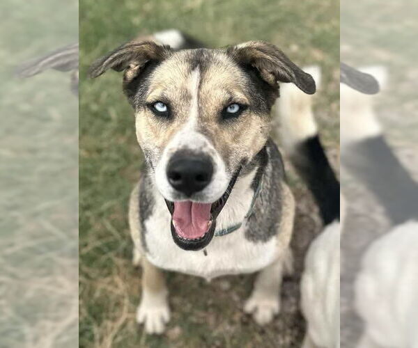 Medium Photo #1 Siberian Husky-Unknown Mix Puppy For Sale in Cedar Crest, NM, USA