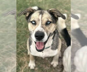 Siberian Husky-Unknown Mix Dogs for adoption in Cedar Crest, NM, USA