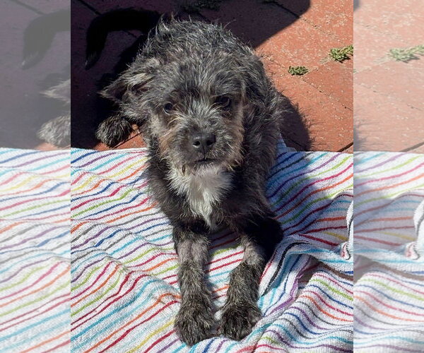 Medium Photo #4 Mutt Puppy For Sale in Corona, CA, USA