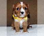 Small #2 Cavalier King Charles Spaniel