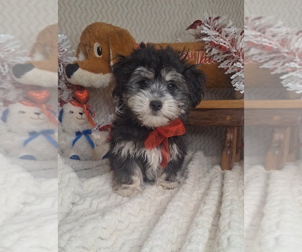 Medium Photo #5 Coton de Tulear Puppy For Sale in JASONVILLE, IN, USA