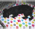 Small #3 Schnoodle (Miniature)