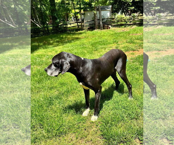 Medium Photo #6 Great Dane Puppy For Sale in Huntersville, NC, USA