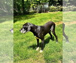 Small #5 Great Dane