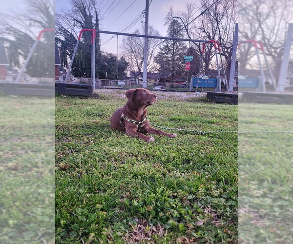 Medium Photo #3 Mutt Puppy For Sale in Evansville, IN, USA