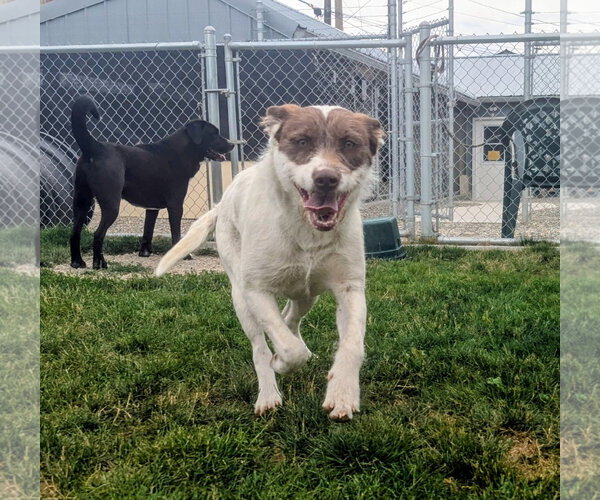 Medium Photo #2 Mutt Puppy For Sale in Emmett, ID, USA