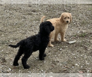 Goldendoodle Puppy for Sale in EASTON, Massachusetts USA